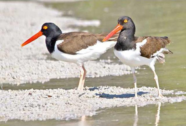oystercatcher